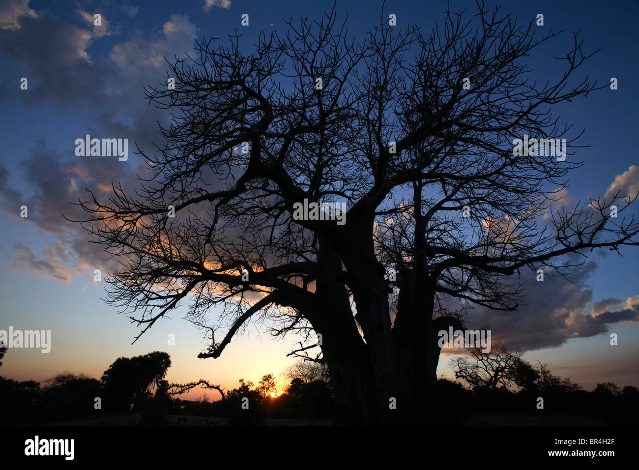 Giant Baobab tree (Adansonia digitata) at sunset, Selous Game Reserve ...