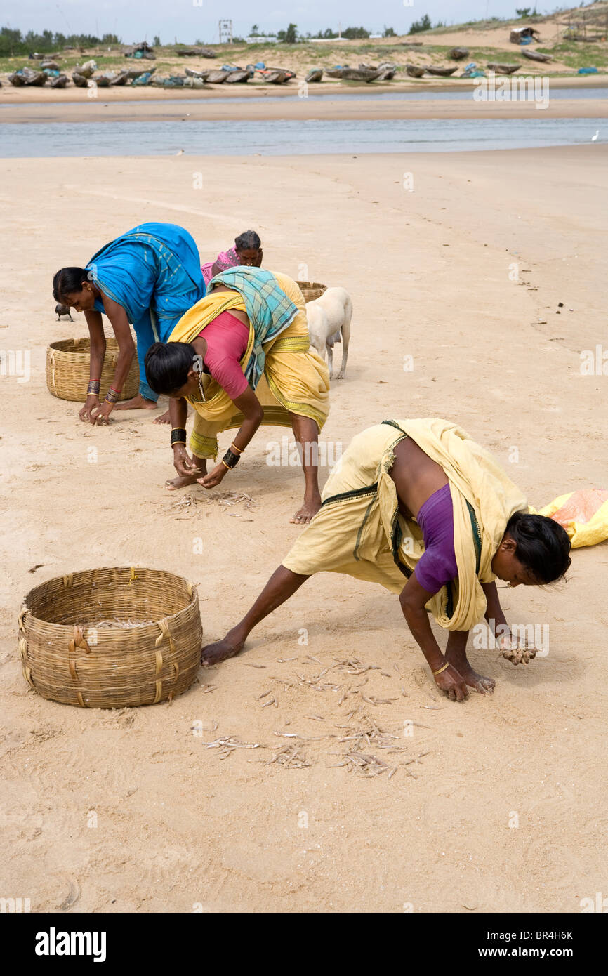 Indian women are putting into baskets the fish catch on that day before