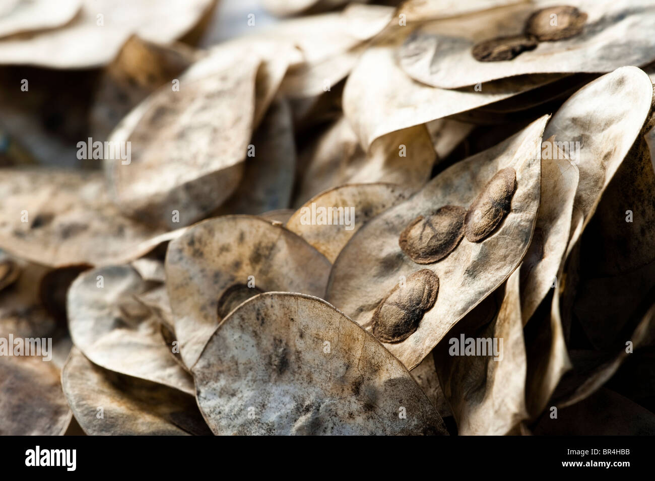 Annual Honesty, Lunaria annua, seeds and their seed pods Stock Photo