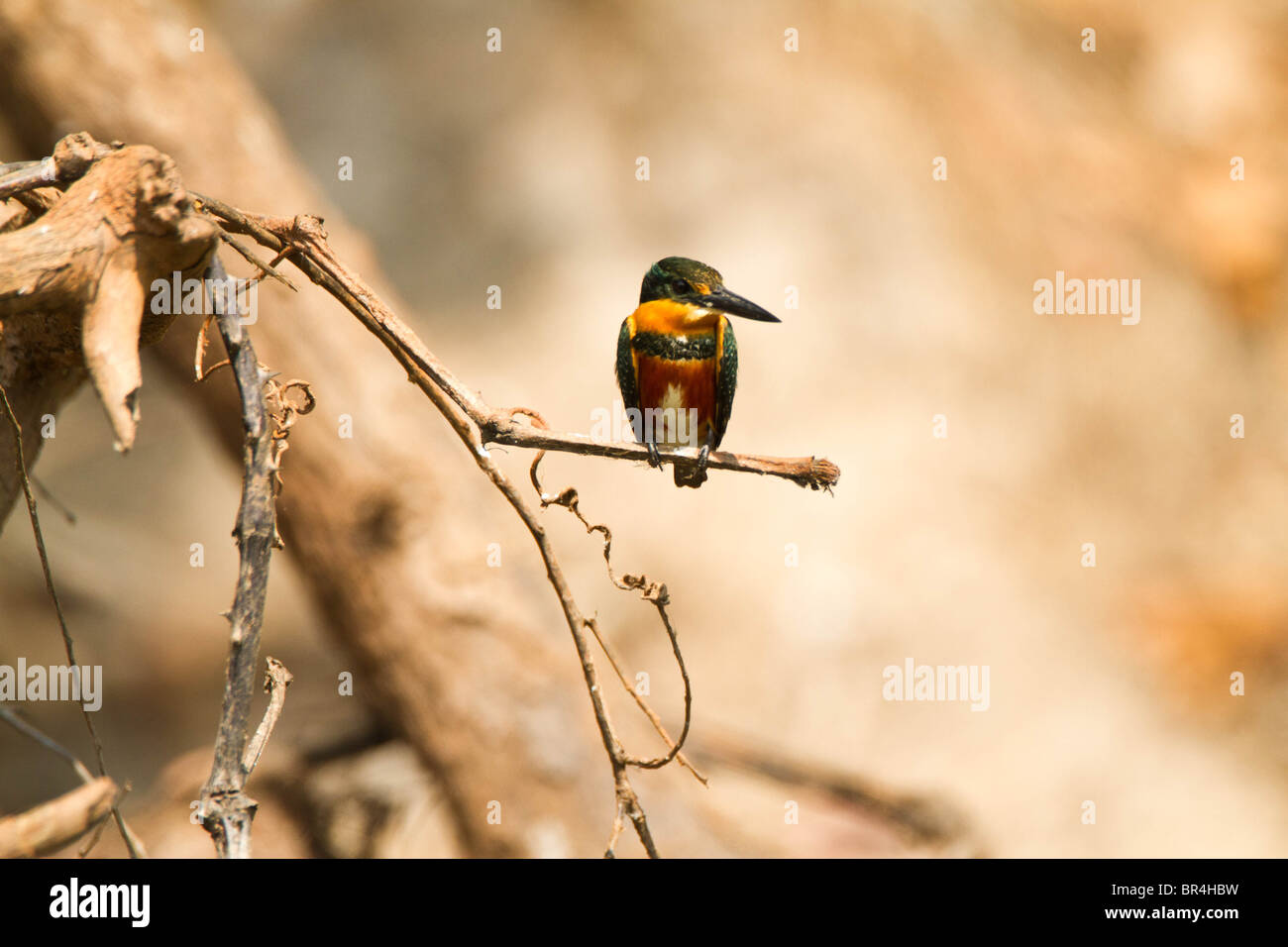Pigmy kingfisher bird perched on a branch in the Pantanal Brazil Stock Photo