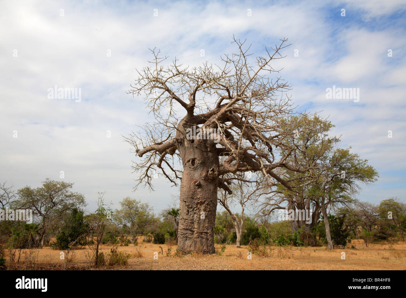 Giant Baobab tree (Adansonia digitata), Tanzania Stock Photo