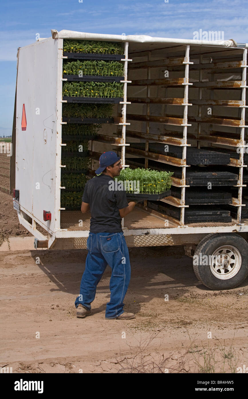 A farm worker in the Imperial Valley of California lifts seedling flats for planting. Watermelon requires a hot environment. Stock Photo