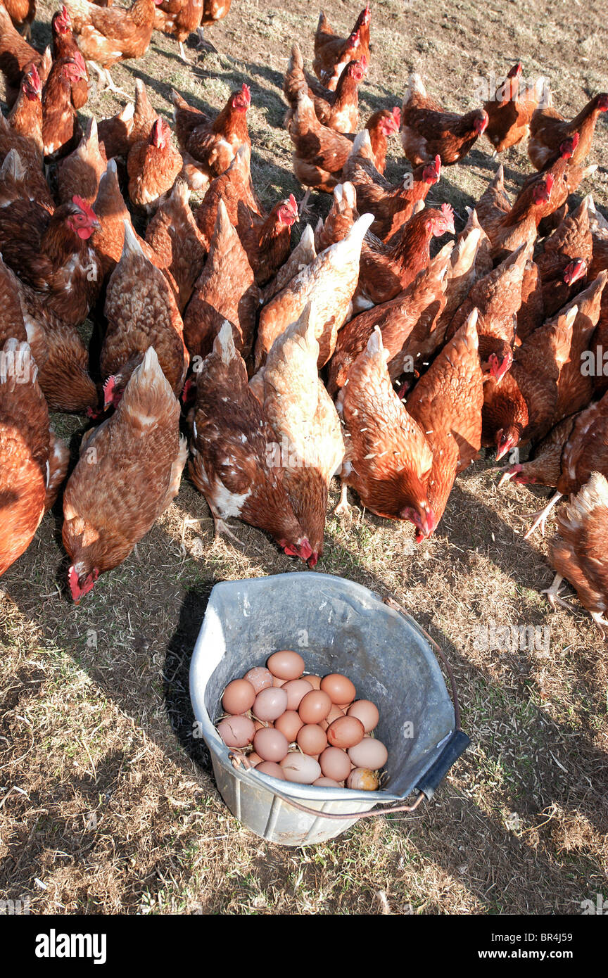 Collected eggs from free range hens on Park Farm, Falmer, East Sussex
