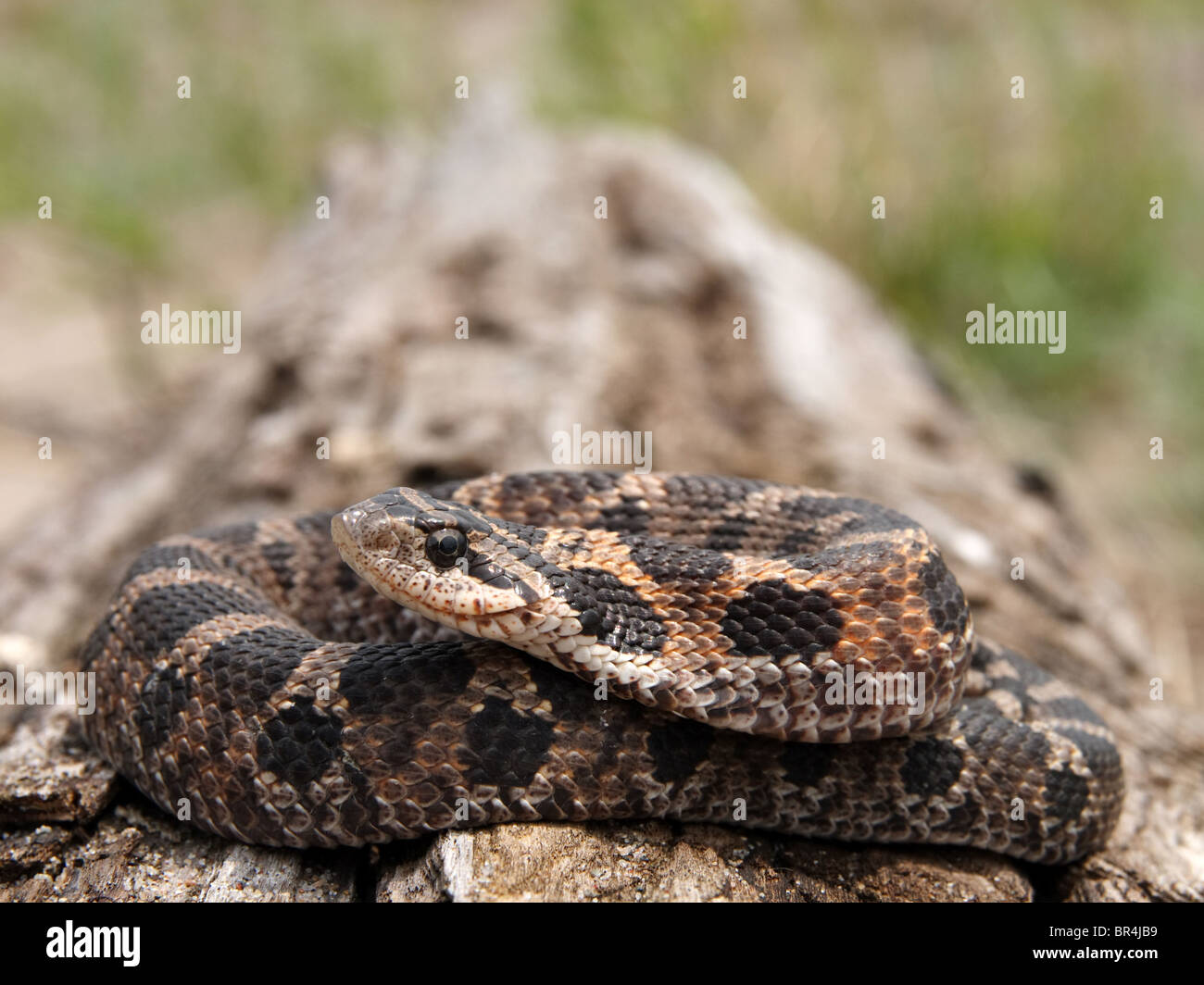 Hognose Snake Playing Dead Stock Photo - Download Image Now