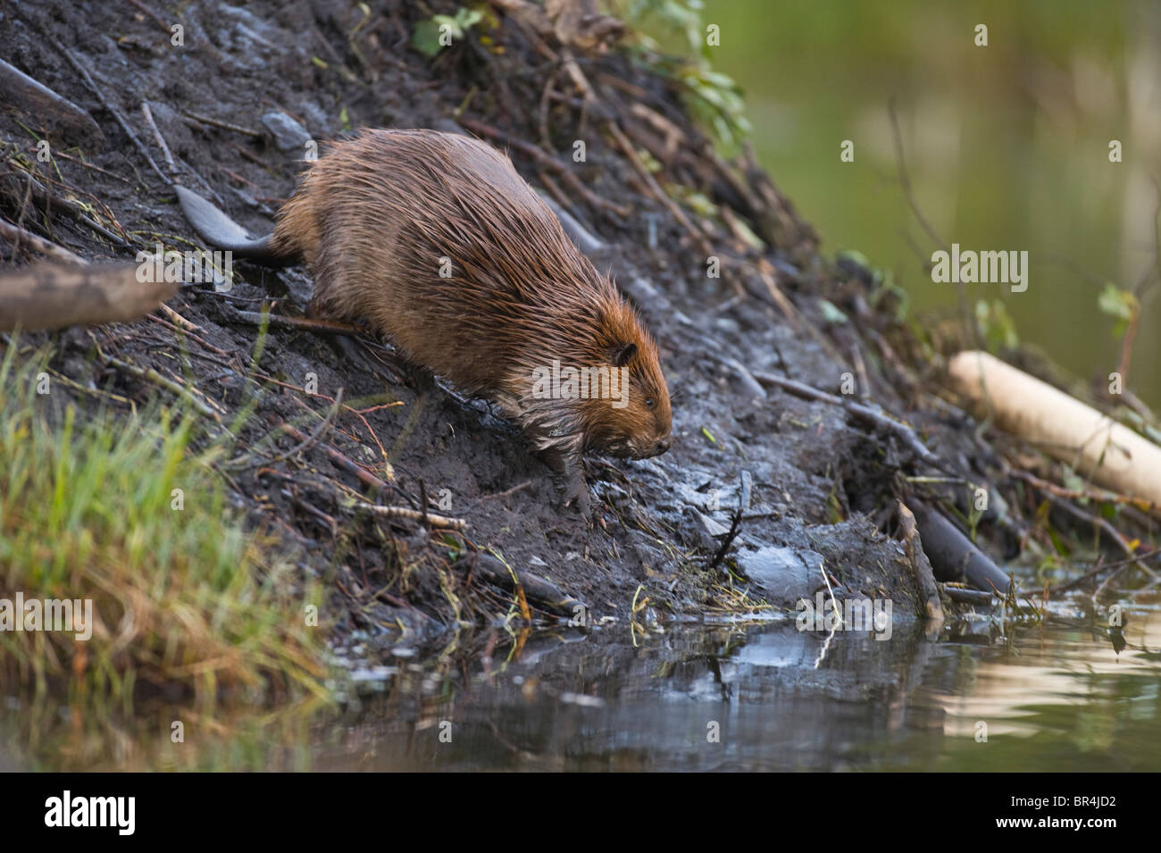 A beaver walking down the side of his lodge Stock Photo