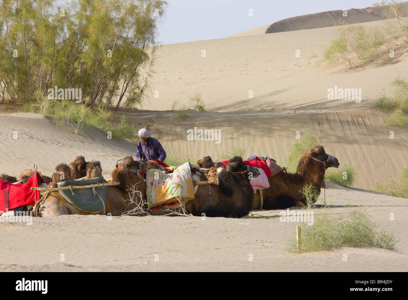 Tourist camel caravan in the desert, Aksu, Xinjiang, China Stock Photo