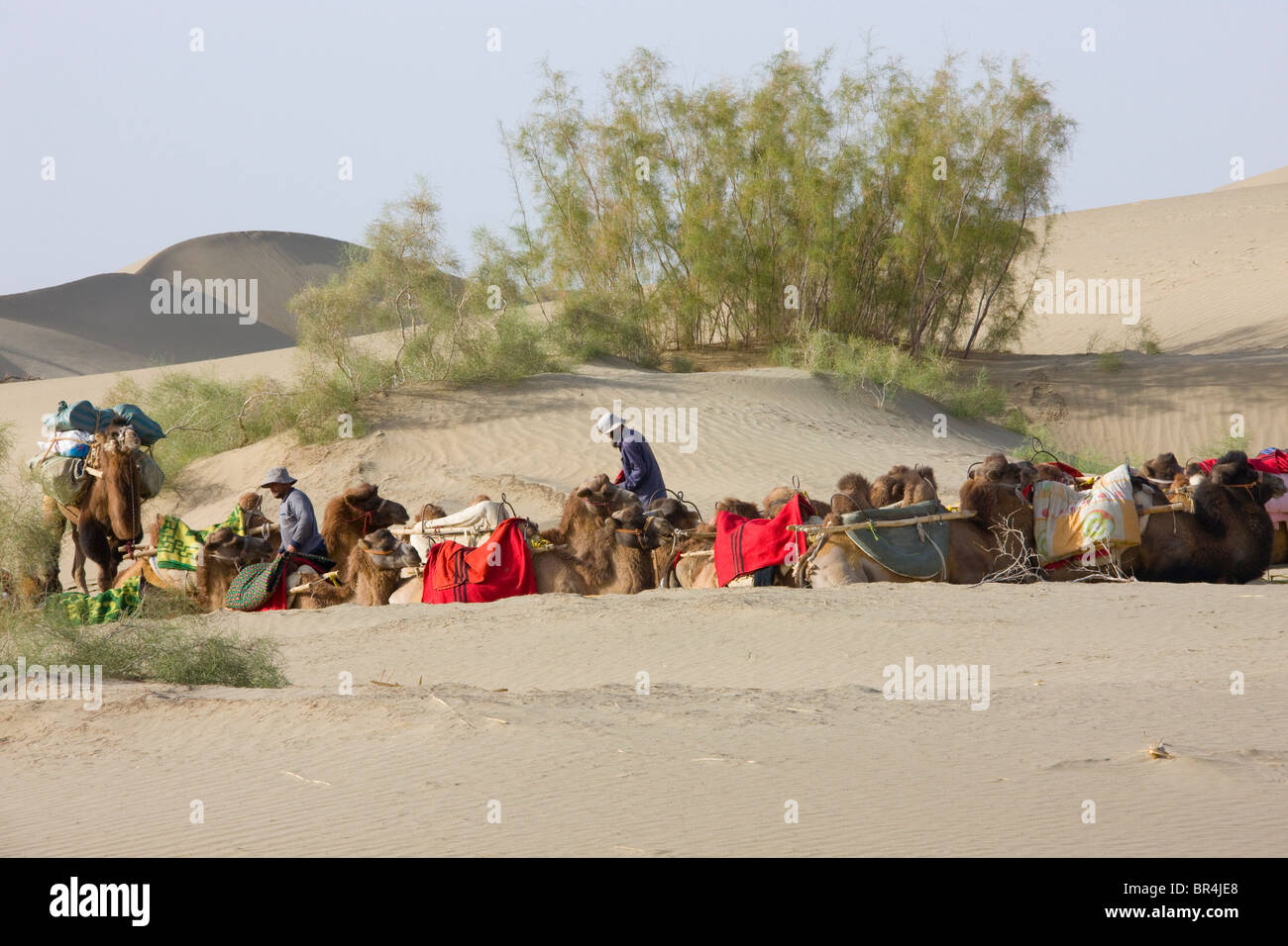 Tourist camel caravan in the desert, Aksu, Xinjiang, China Stock Photo