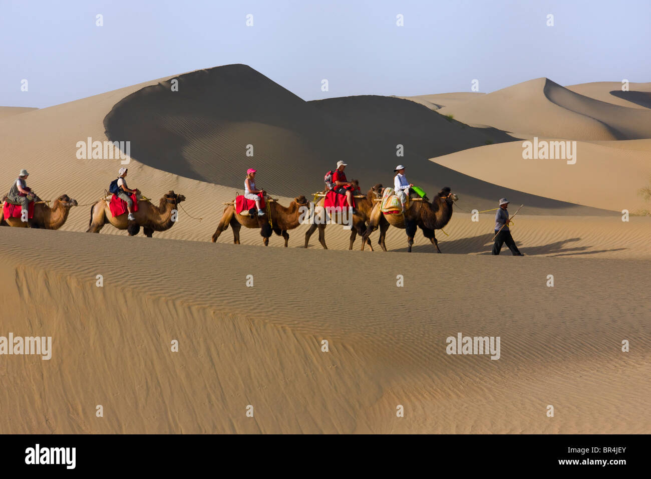 Camel caravan with sand dune in the desert, Aksu, Xinjiang, China Stock Photo