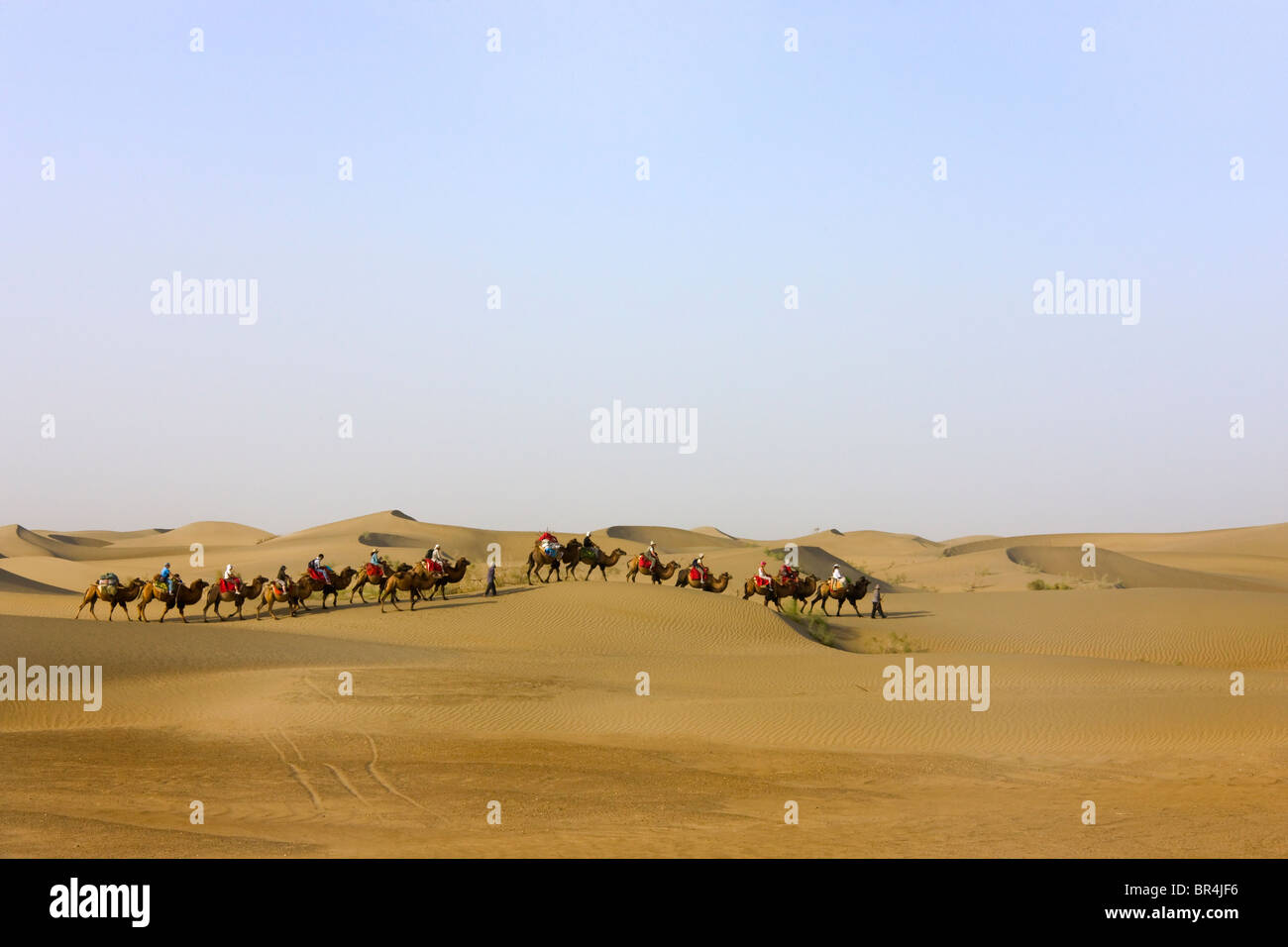 Camel caravan with sand dune in the desert, Aksu, Xinjiang, China Stock Photo