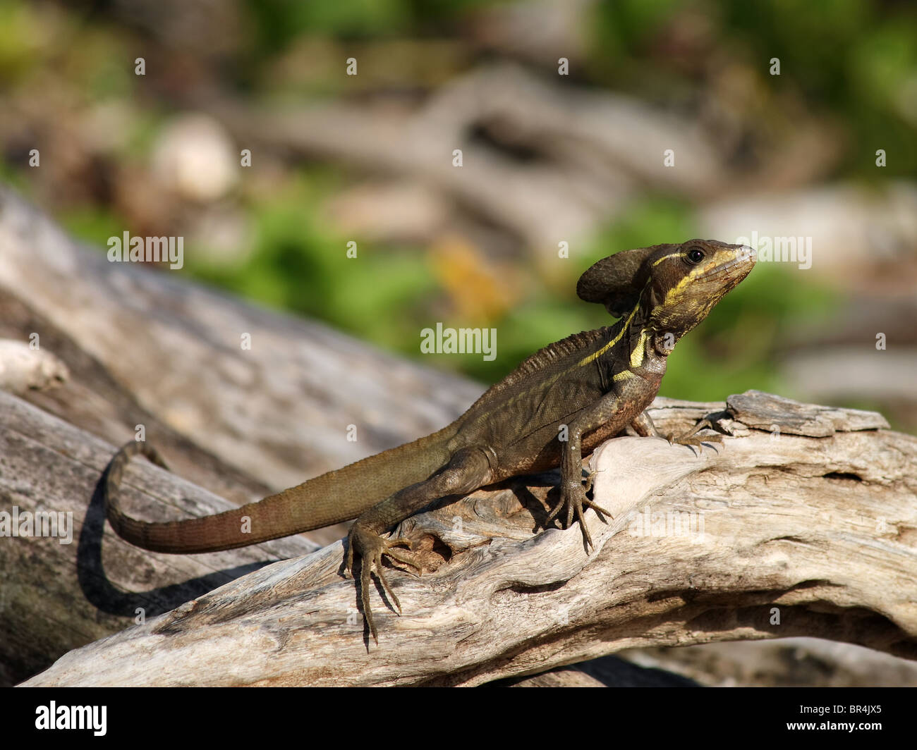 A female Striped Basilisk ('Jesus Christ lizard') in Costa Rica Stock