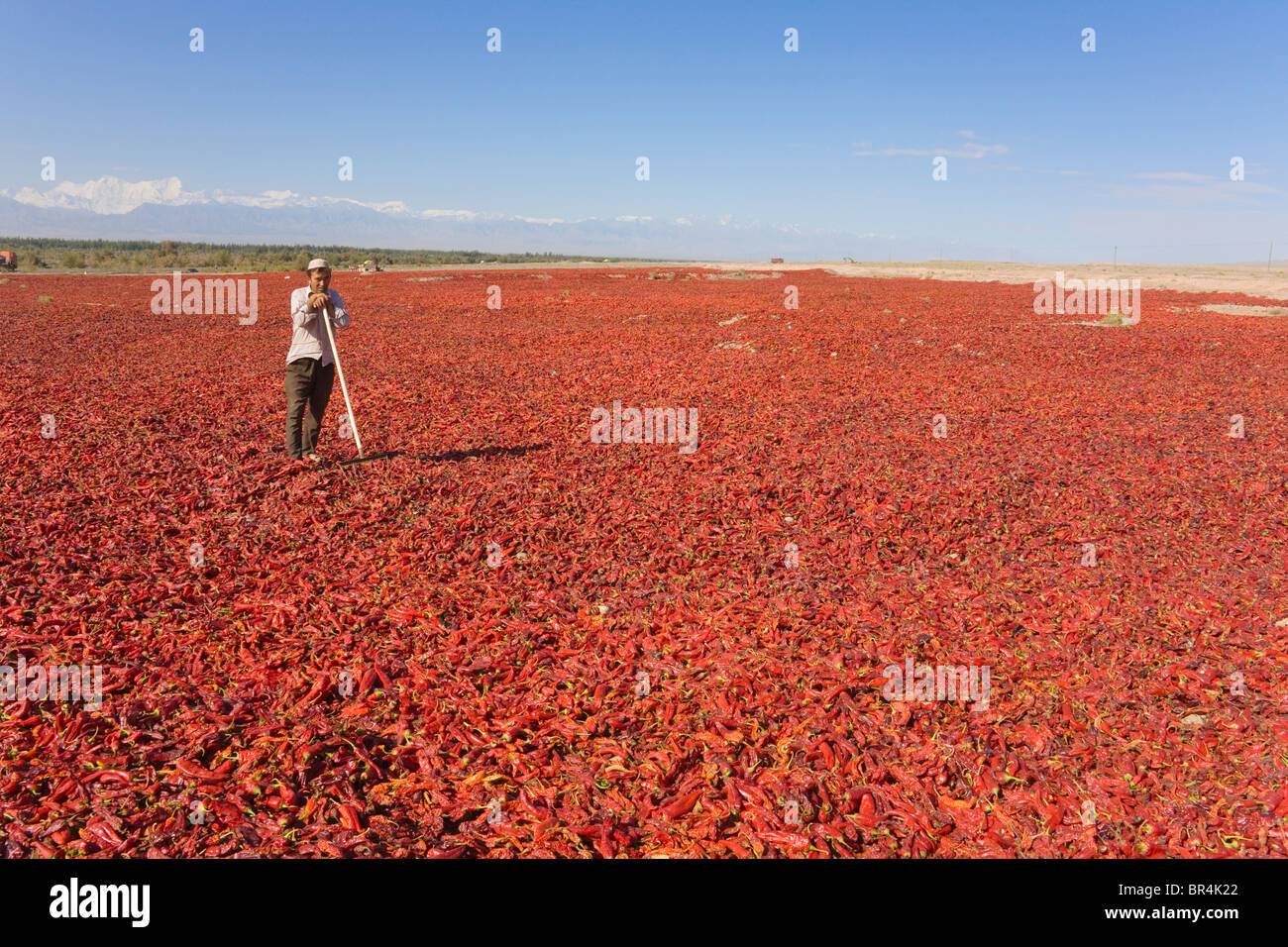 Drying red pepper, Mt Kunlun in the distance, near Kashgar, Xinjiang, China Stock Photo