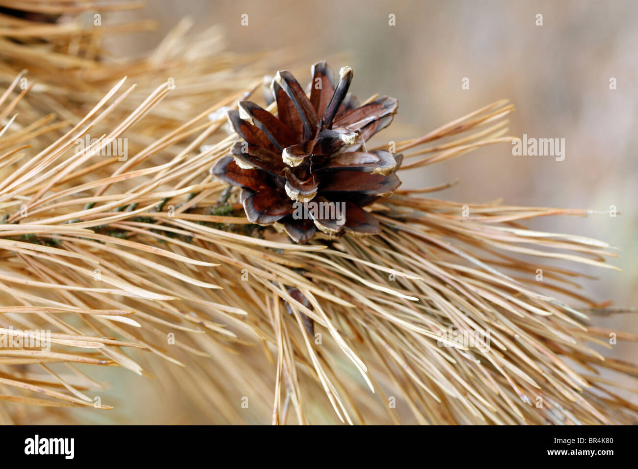 Pine cone hanging on the twig Stock Photo - Alamy