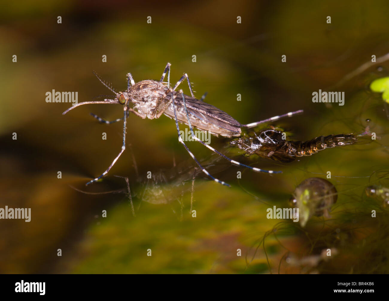 Mosquito recently emerged from the Garden Pond. Stock Photo