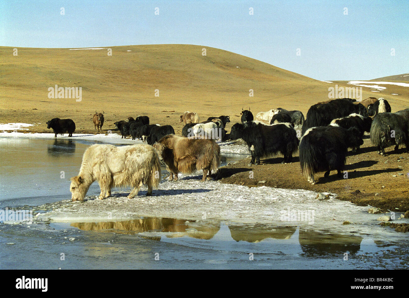 Yaks Mongolia mongolie Mongolie Stock Photo Alamy Yaks Mongolia mongolie Mongolie Stock Photo Alamy