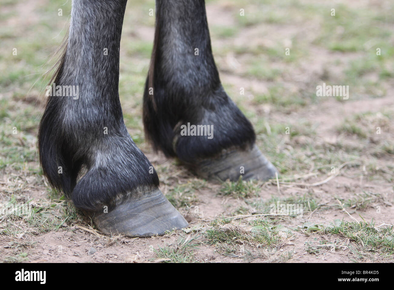 Front hooves of a dark grey pony Stock Photo