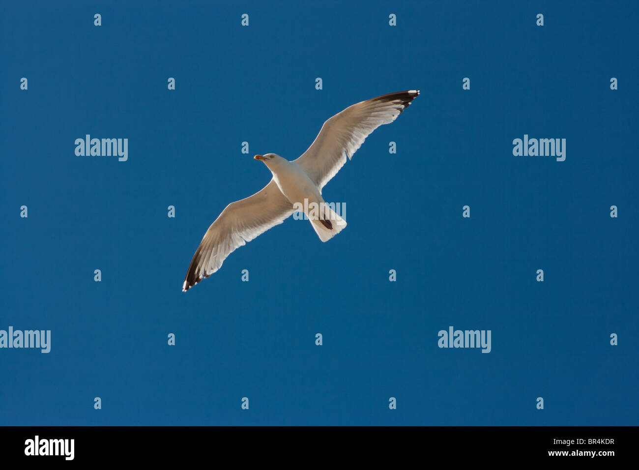 Seagull in flight in deep blue sky Stock Photo - Alamy