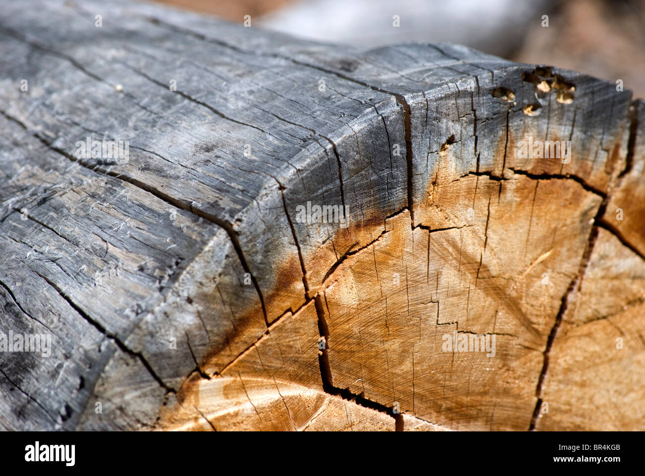 A Southwestern Ponderosa Pine (Pinus brachyptera) log with visible fading, cracking, and tree rings. Stock Photo