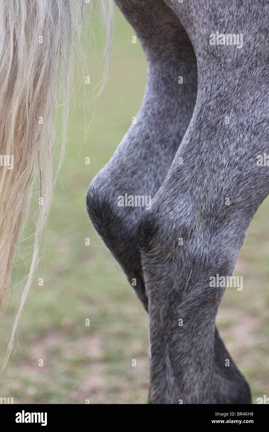 Horse hind legs hires stock photography and images Alamy