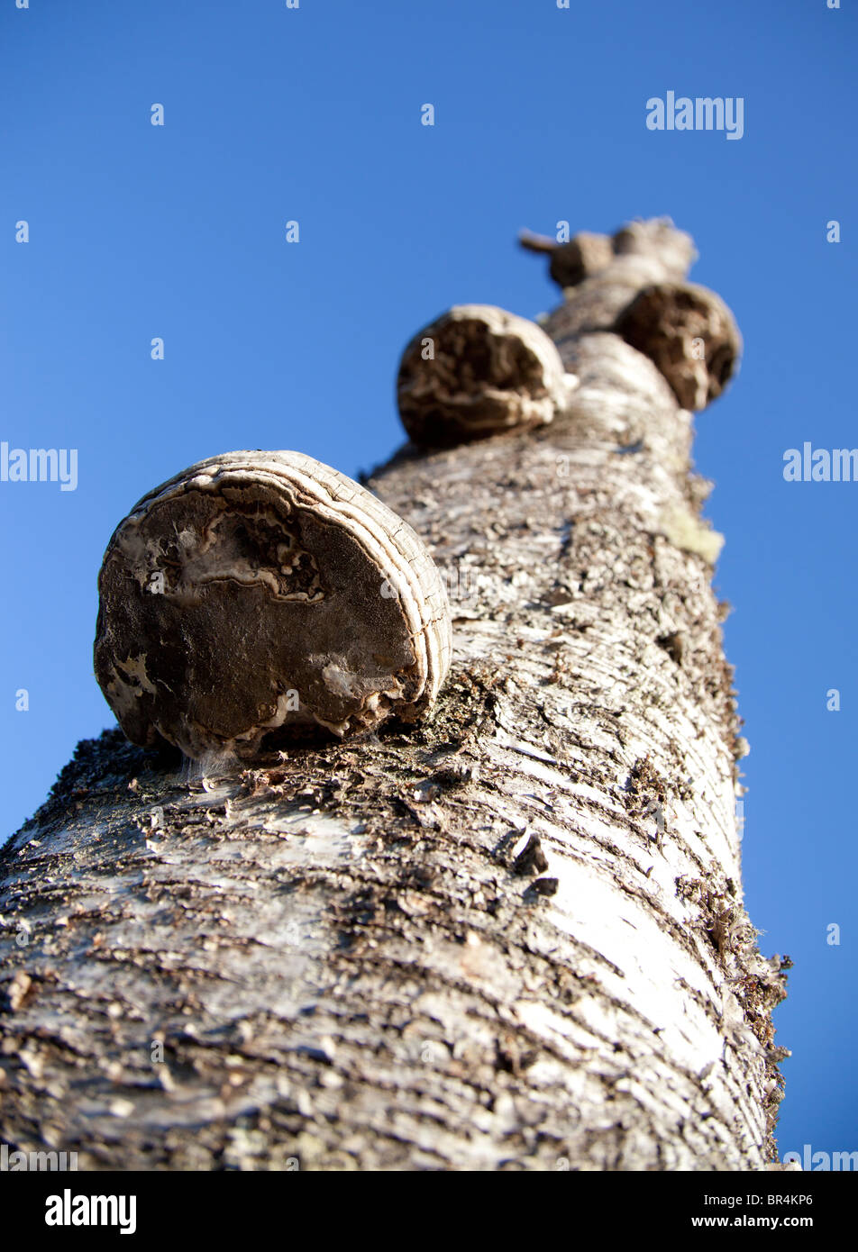 Vertical angle bracket hi-res stock photography and images - Alamy