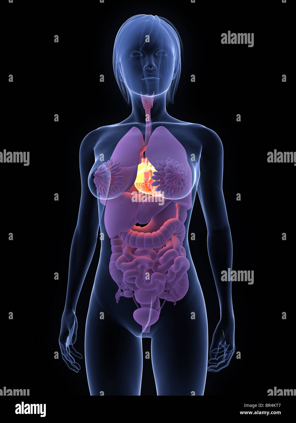 3d heart diagram hi-res stock photography and images - Alamy