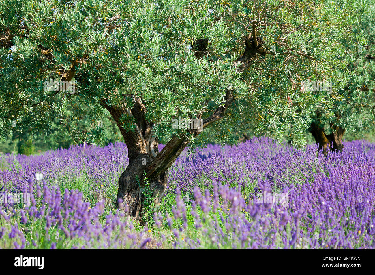 Europe, France, Vaucluse (84), Olive Tree in a lavender field Stock Photo