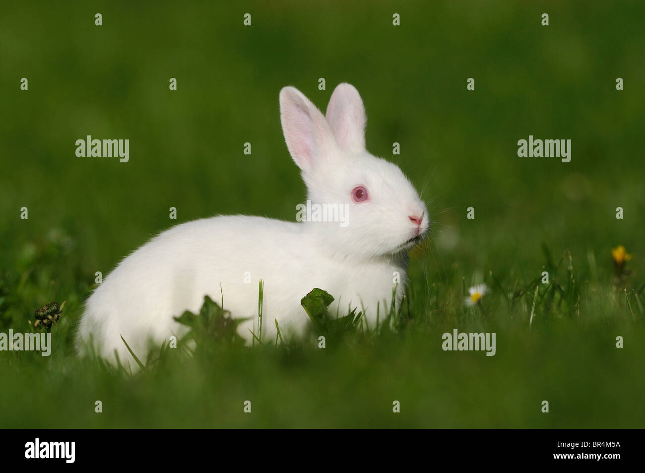 Two rabbits on a meadow Stock Photo - Alamy