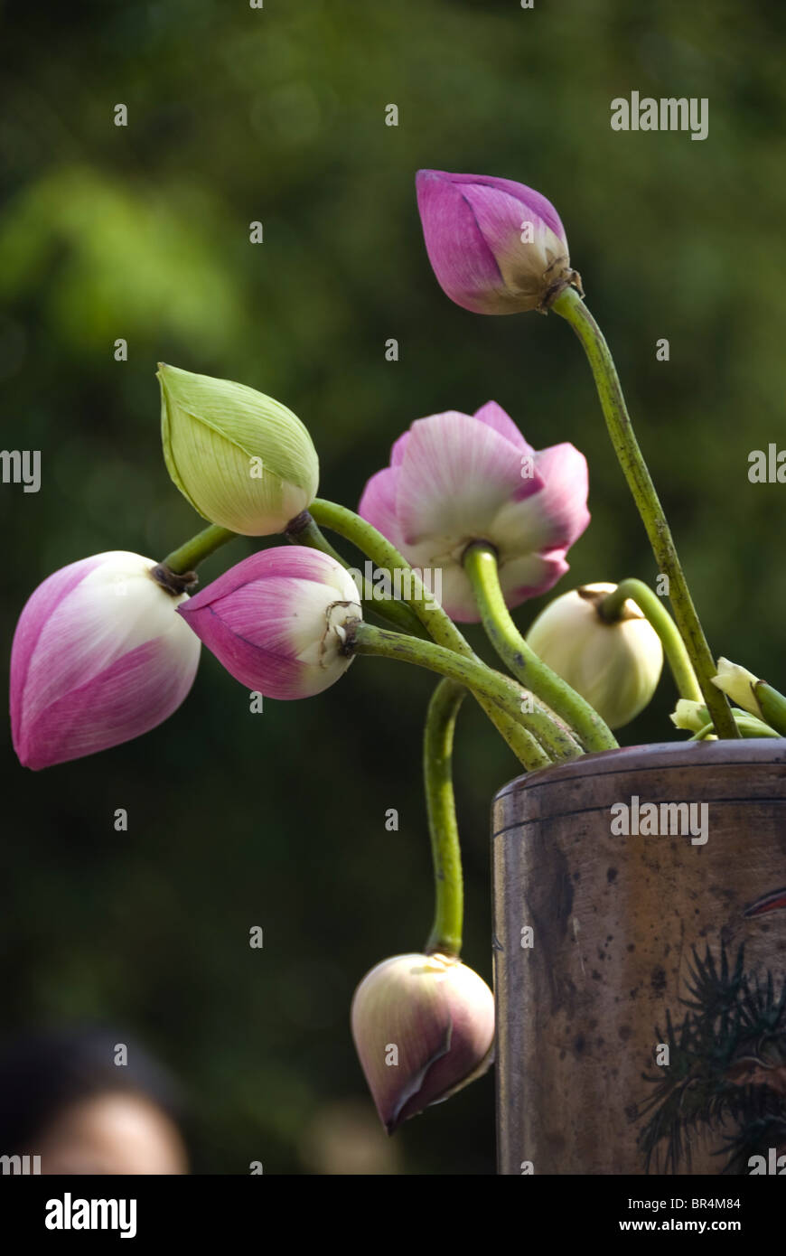 Lotus in a receptacle Stock Photo