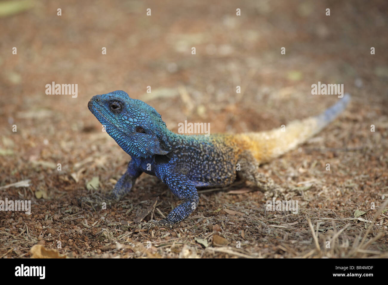 Blue-headed agama (Acanthocercus atricollis), Pilanesberg Game Reserve, South Africa Stock Photo