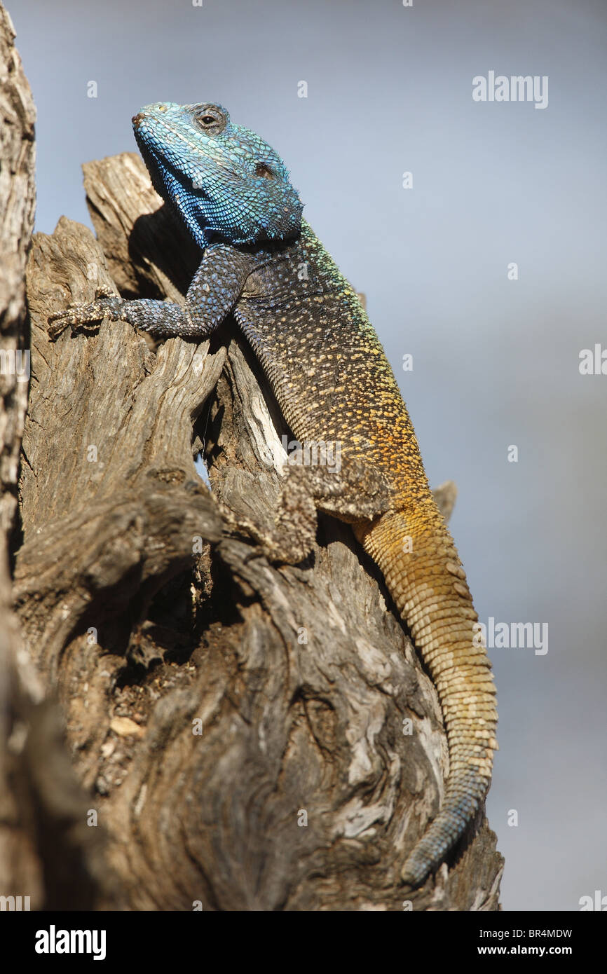 Blue-headed agama (Acanthocercus atricollis) on a tree stump