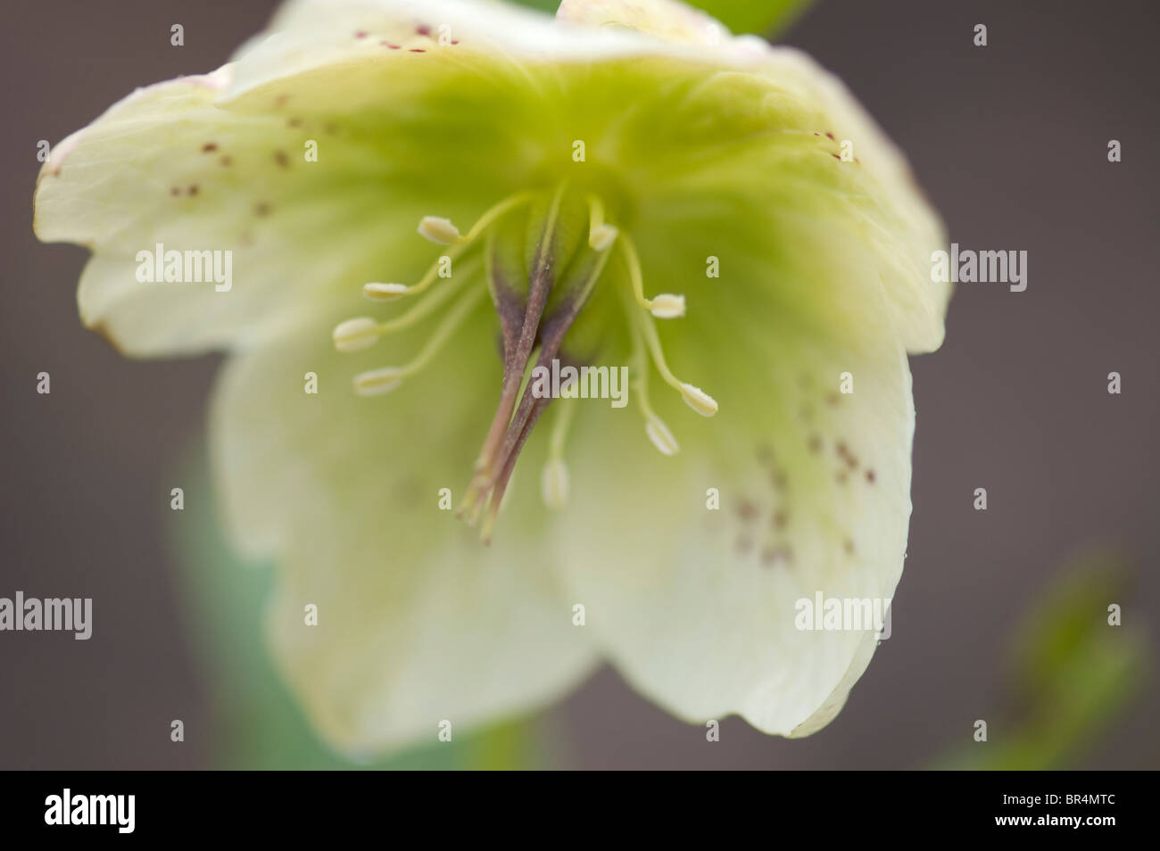 The Christmas Rose Stock Photo