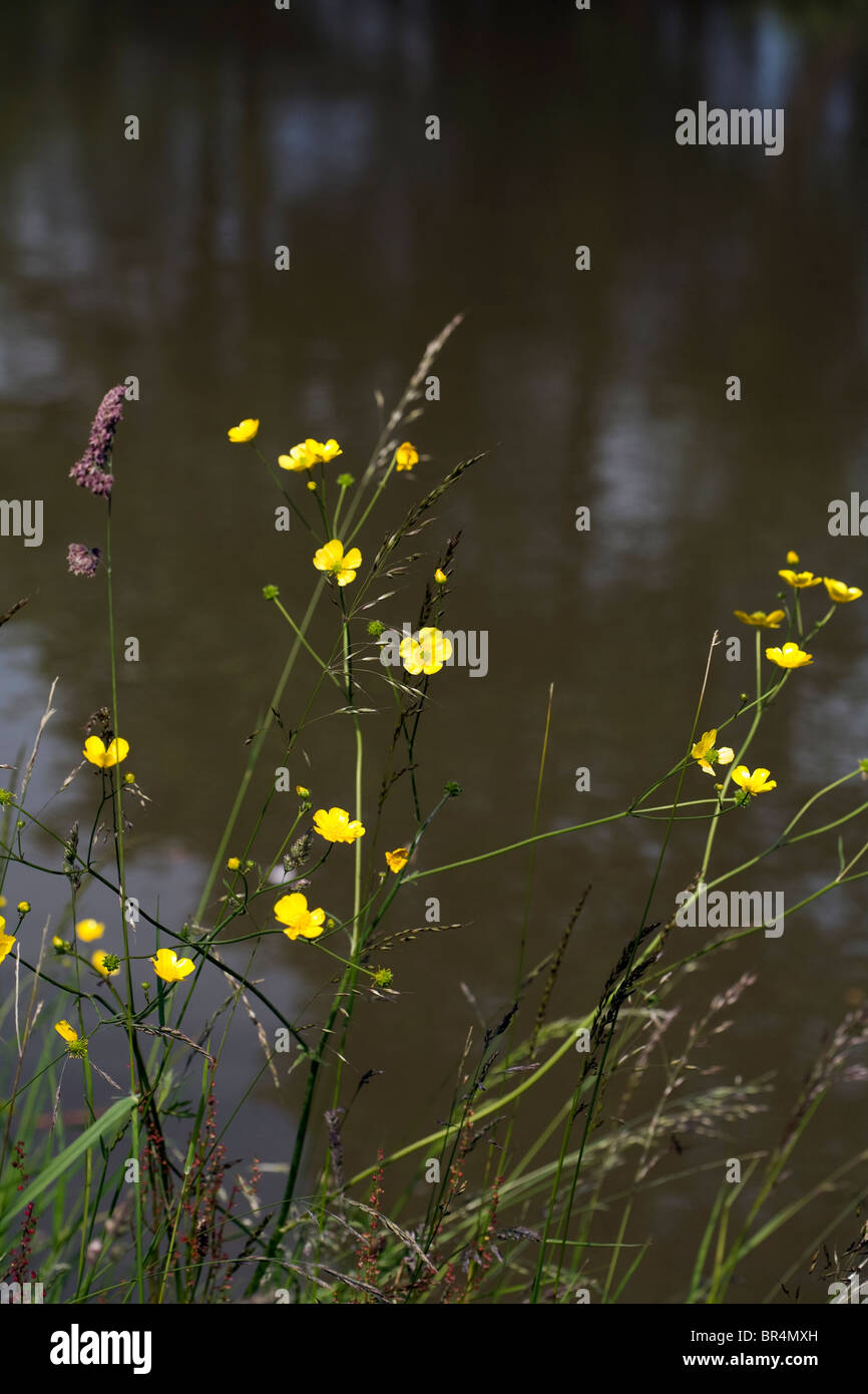 Lesser Spearwort by the Macclesfield Canal Poynton Cheshire England Stock Photo
