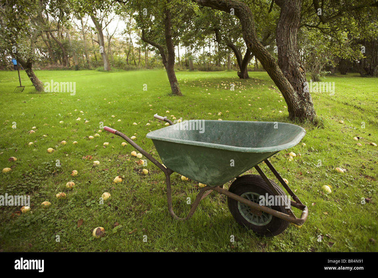 Wheelbarrow in an orchard, Texel, Netherlands Stock Photo Alamy