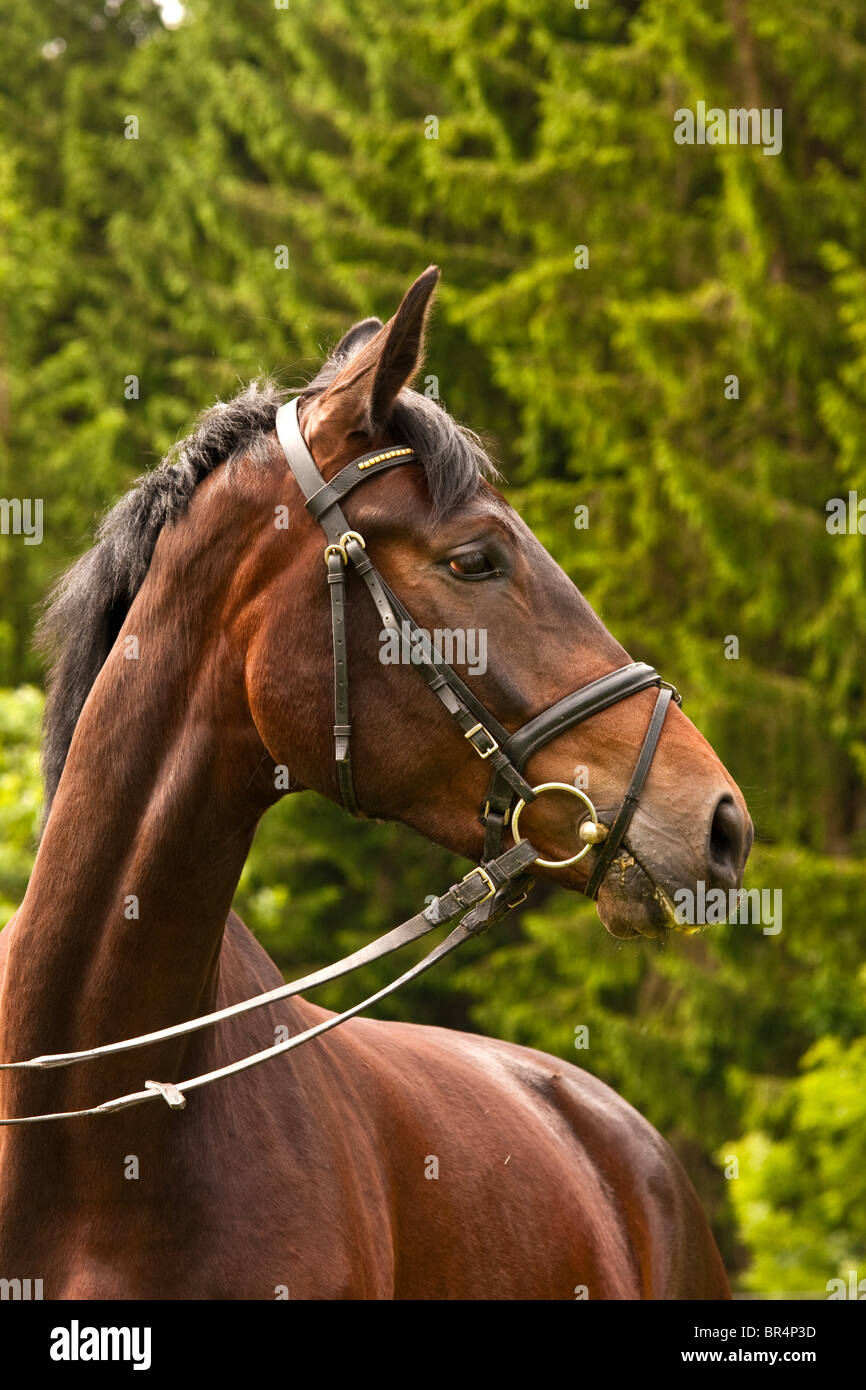Brown horse turning round Stock Photo Alamy