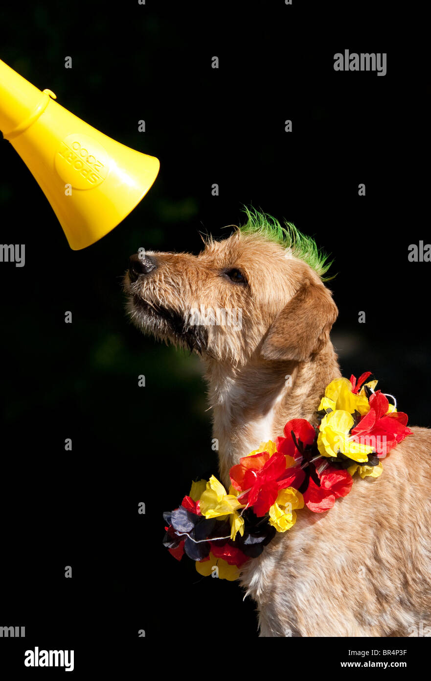 Dog lei and mohawk haircut looking at vuvuzela Stock Photo