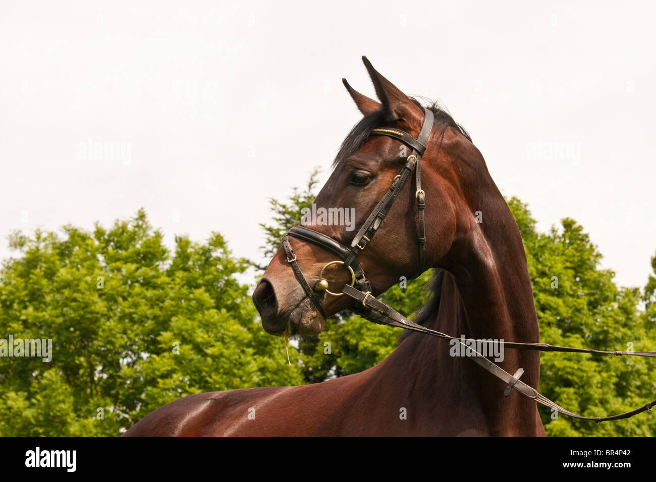 Brown horse turning round Stock Photo Alamy