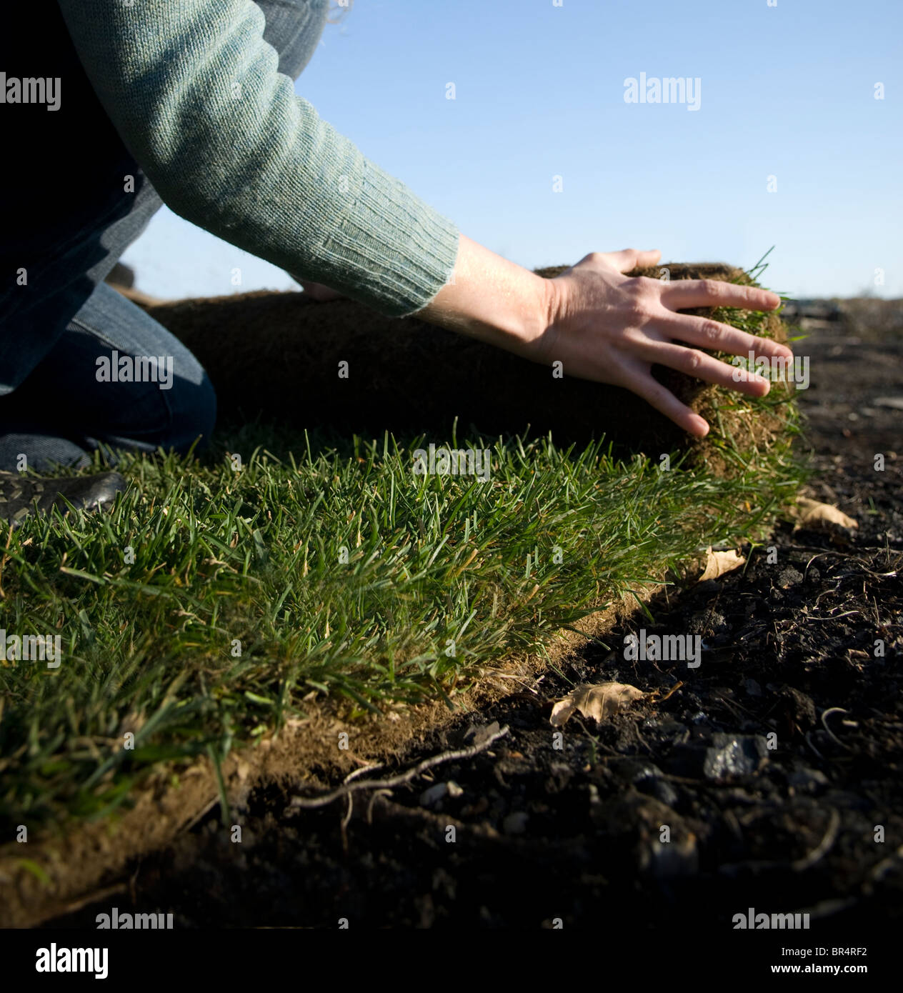 Woman rolling out fresh grass over burnt earth. Stock Photo