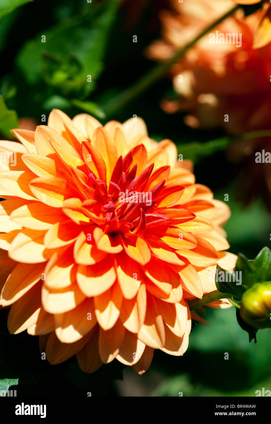 dahlia celinka Stock Photo