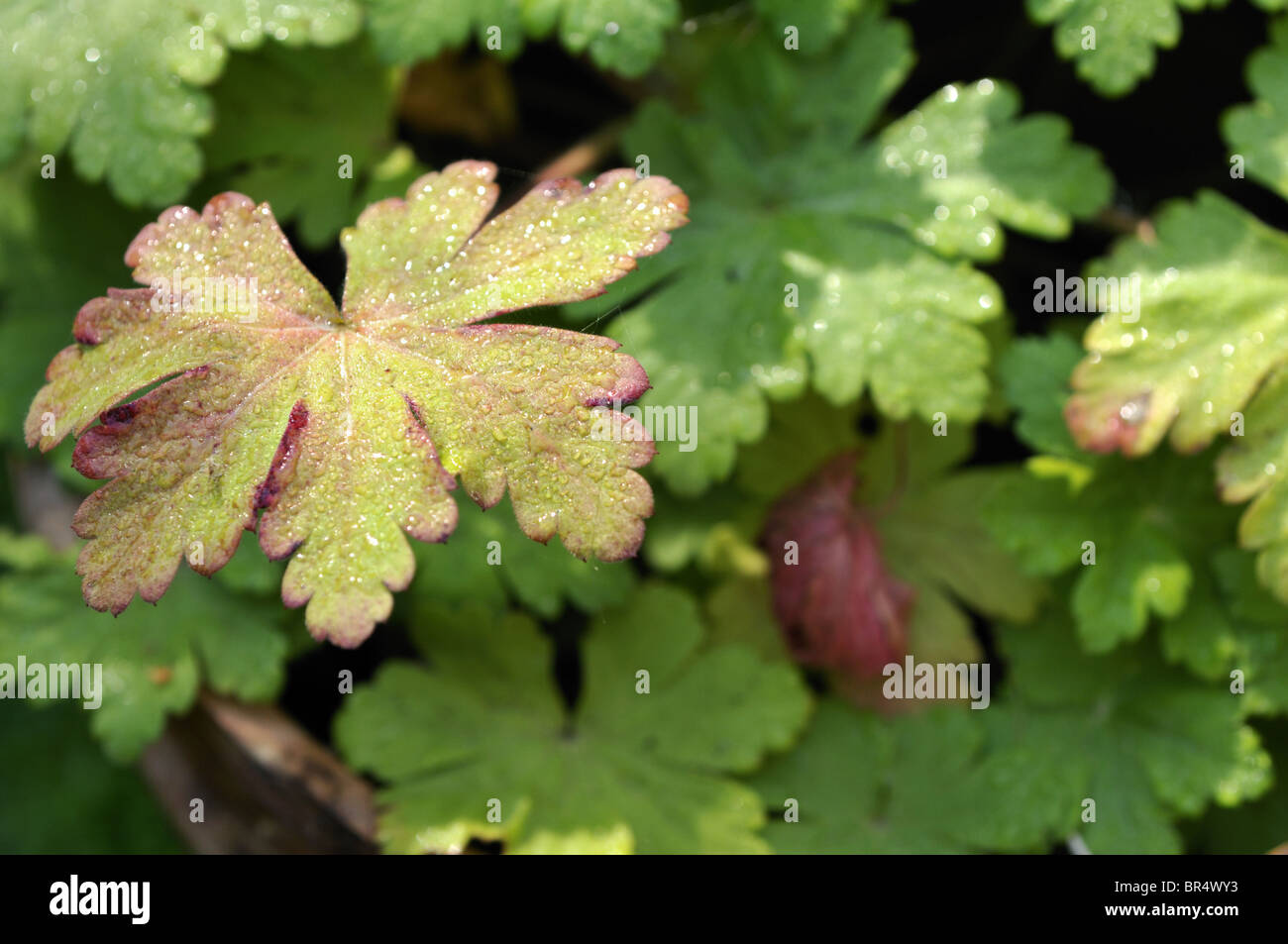 September geranium hi-res stock photography and images - Alamy
