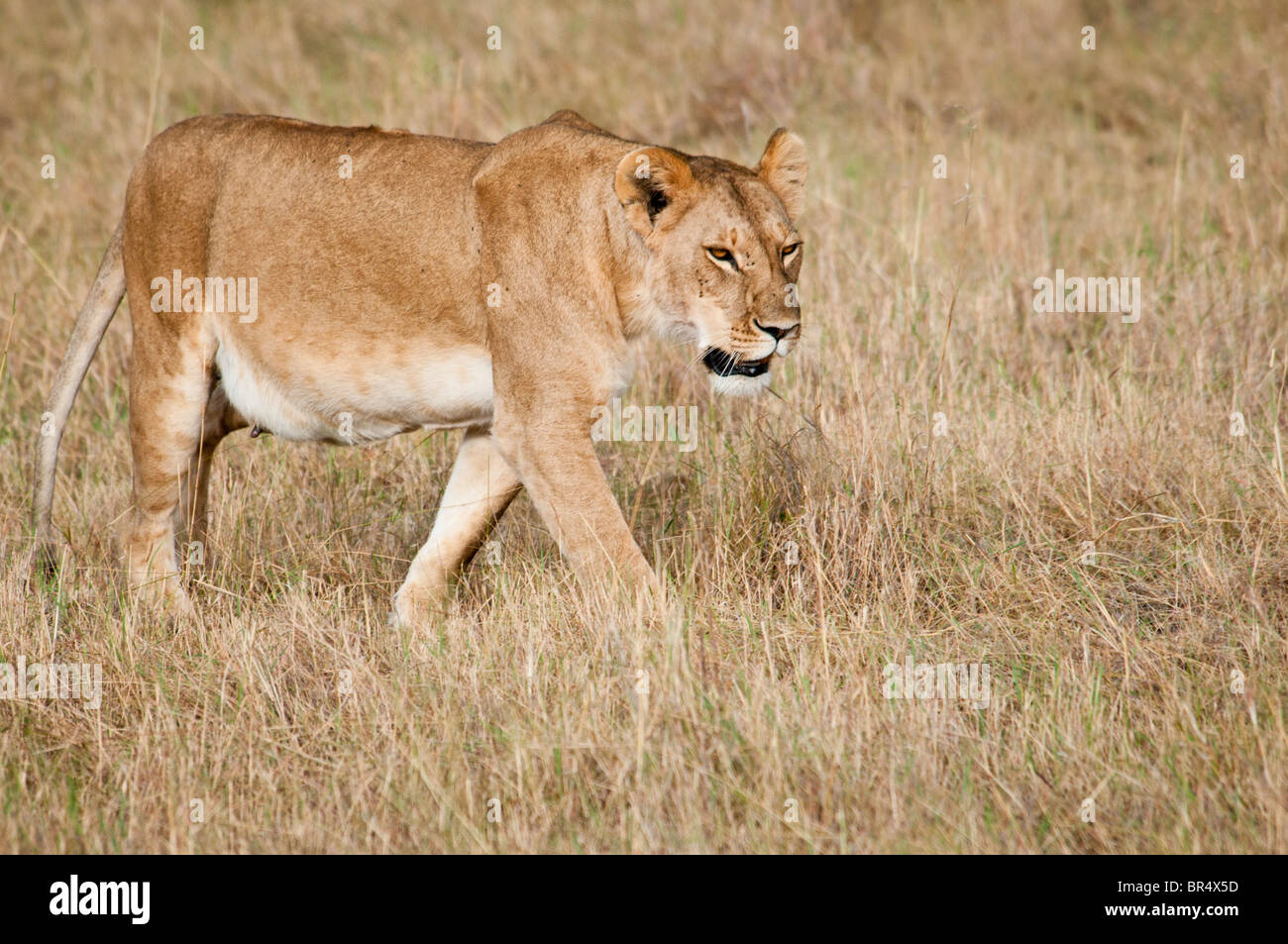 Lioness, Panthera leo, Masai Mara National Reserve, Kenya, Africa Stock ...