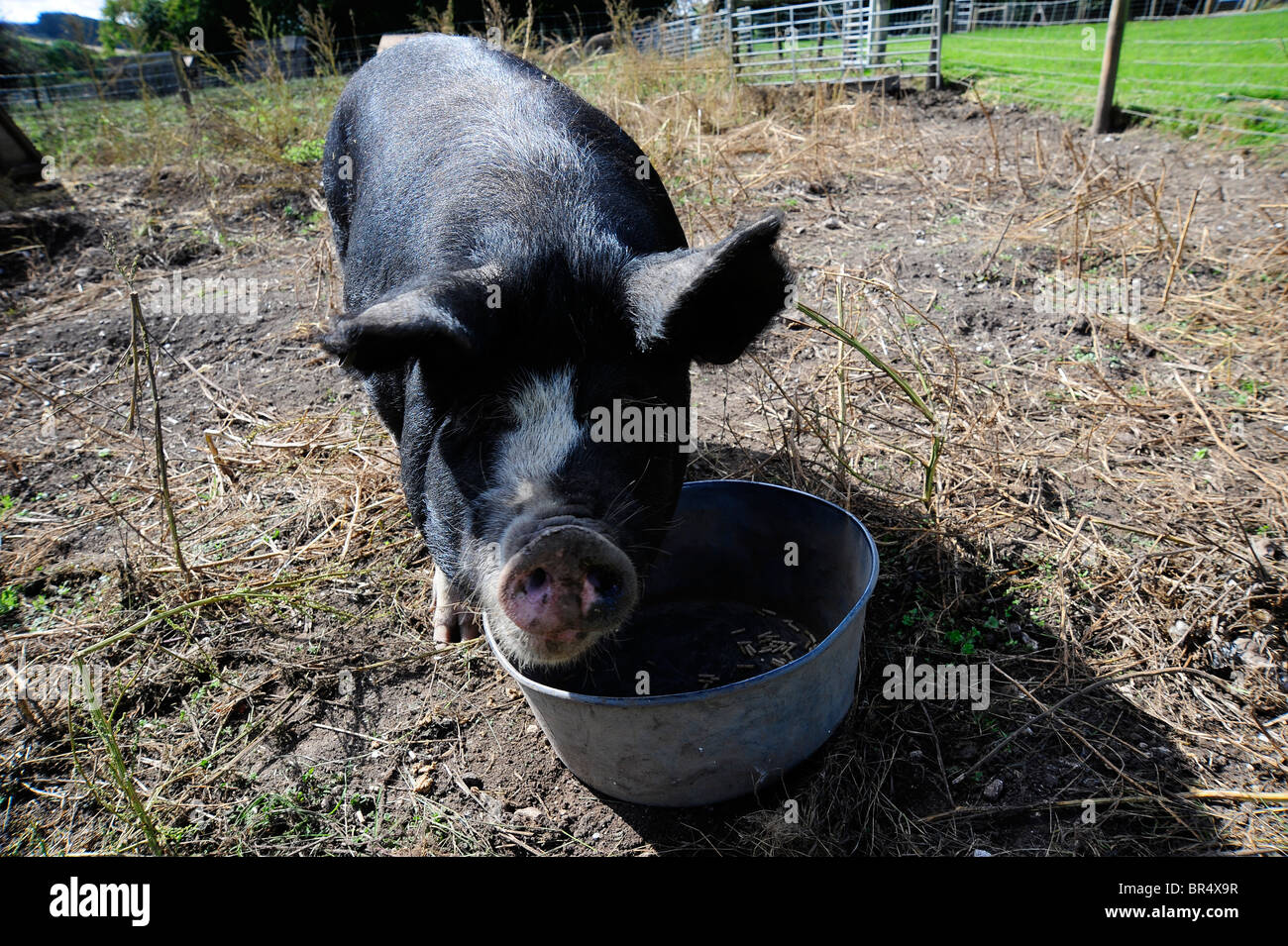 Large black pig hires stock photography and images Alamy