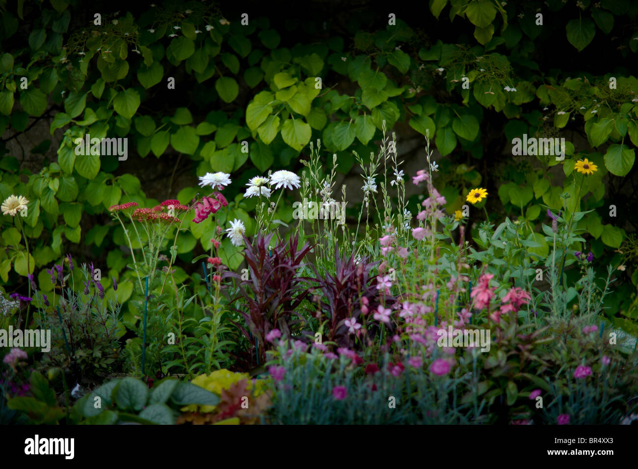 COTTAGE GARDEN FLOWERS Stock Photo - Alamy