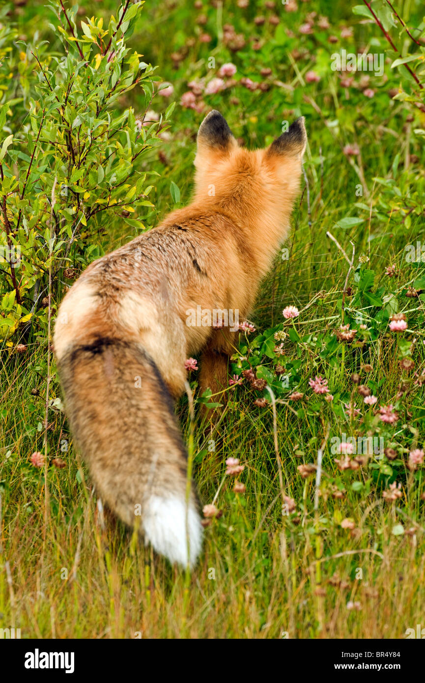 A rear view of a red fox Stock Photo