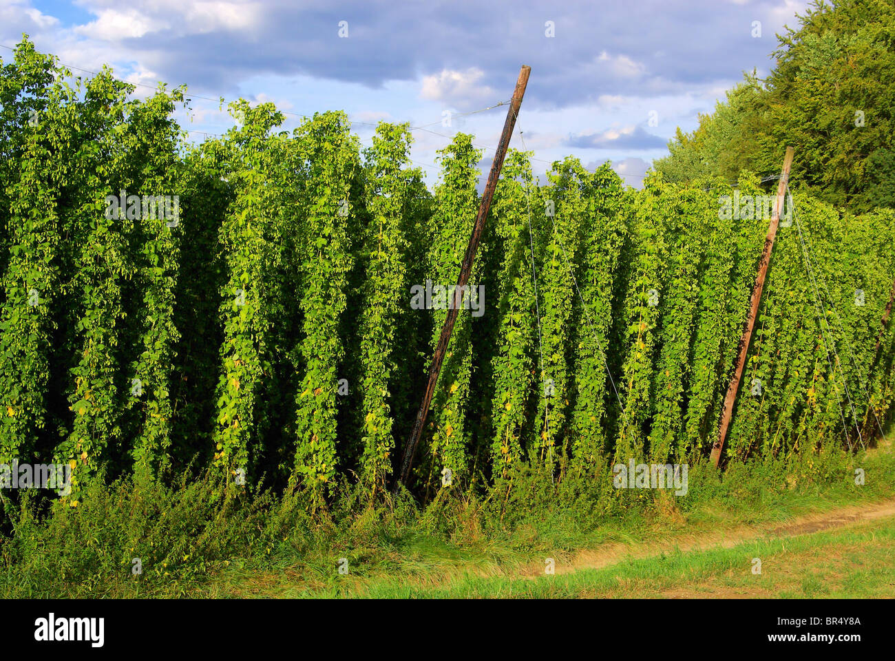 Hopfenfeld hi-res stock photography and images - Alamy