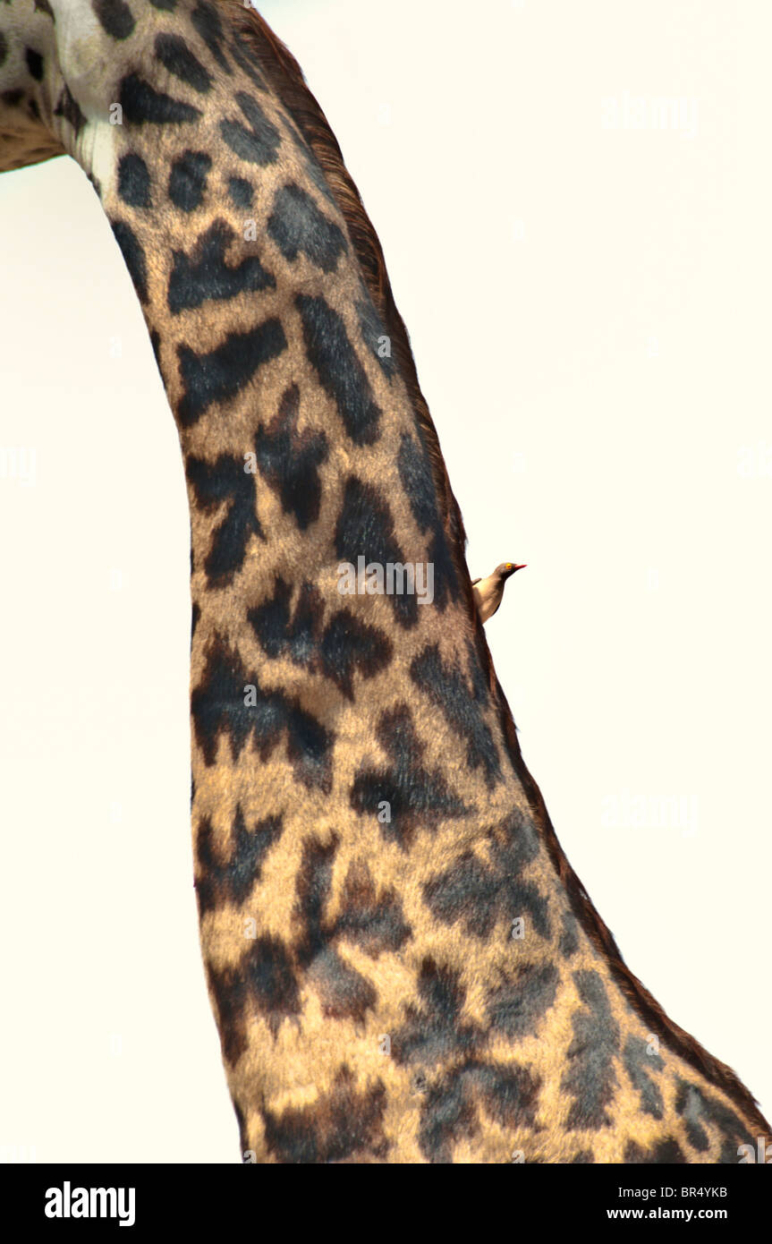 Neck of a Masai Giraffe, Giraffa camelopardalis, with Oxpecker, Buphagus africanus, Masai Mara National Reserve, Kenya, Africa Stock Photo