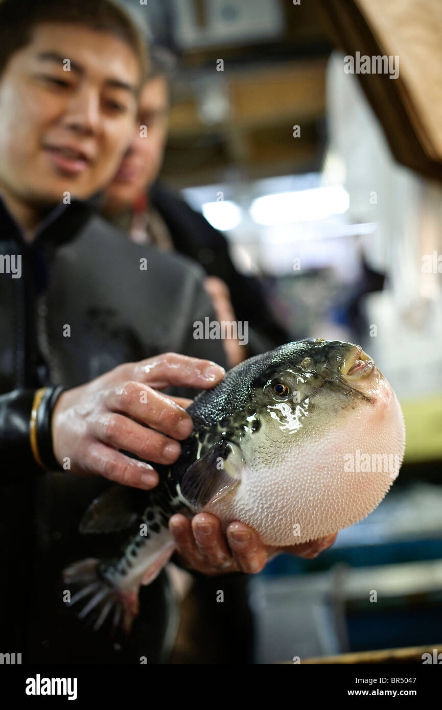 Takifugu (or Fugu): pufferfish Stock Photo