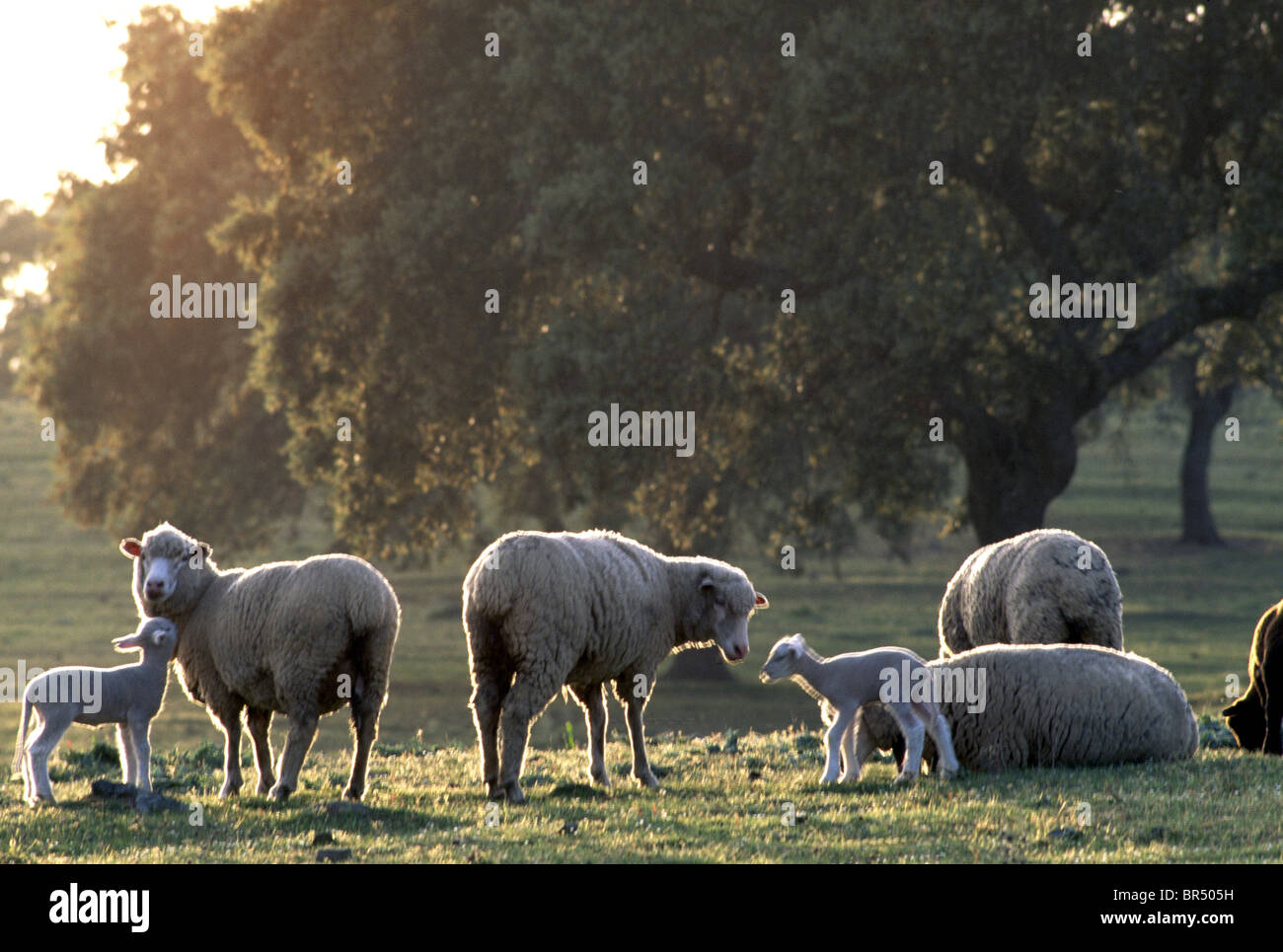 Schafe, Alentejo, Portugal +++Die Bildnutzung ist Honorarpflichtig+++ Stock Photo