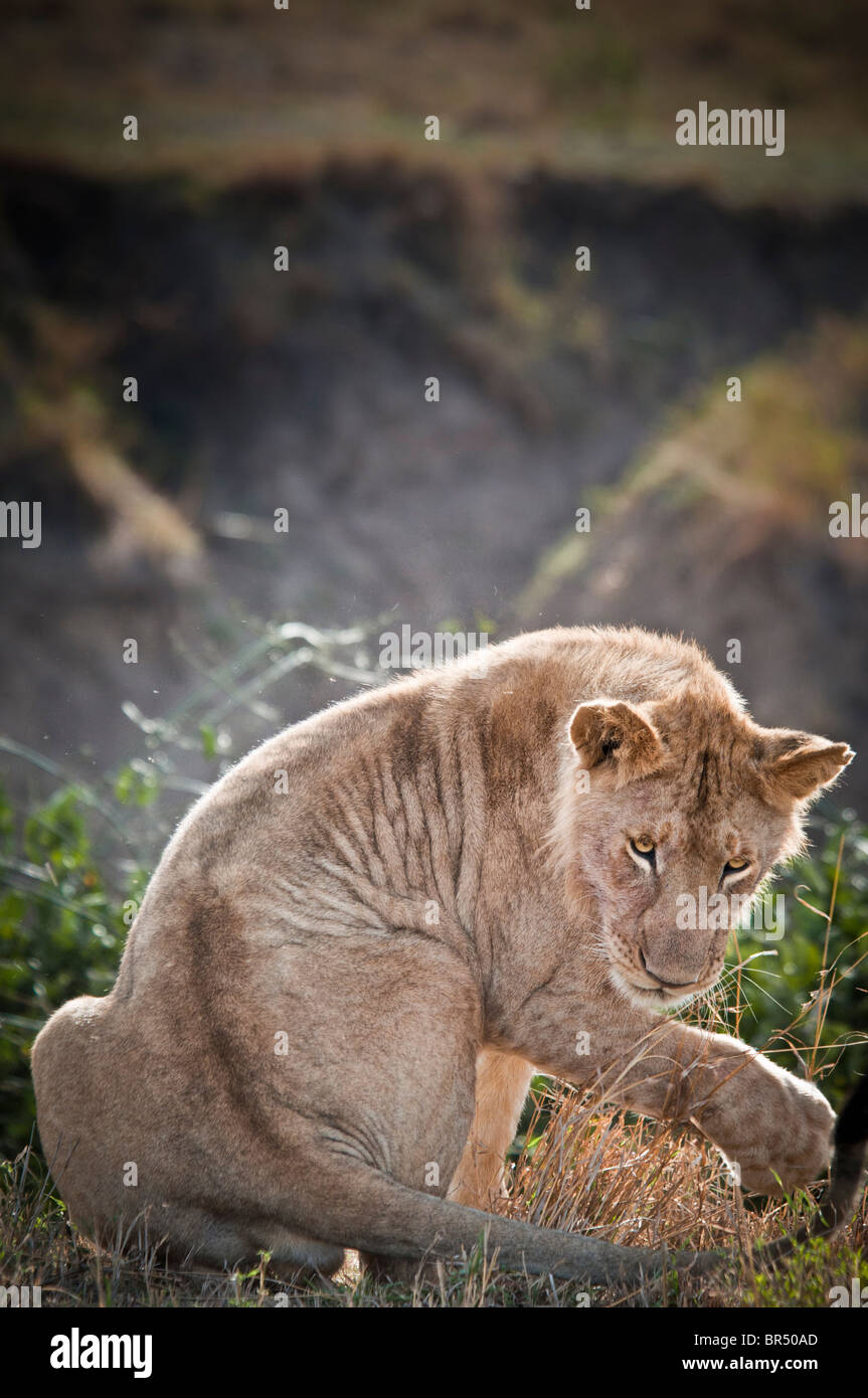 Young male Lion, Panthera leo, Masai Mara National Reserve, Kenya, Africa Stock Photo