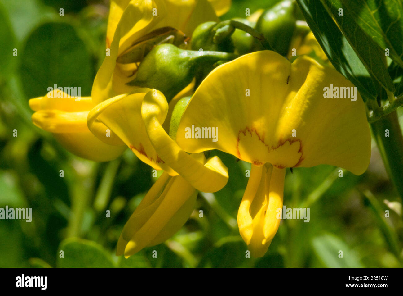 Israel, Hermon Mountain Flowering Colutea cilicica AKA Bladder senna Stock Photo