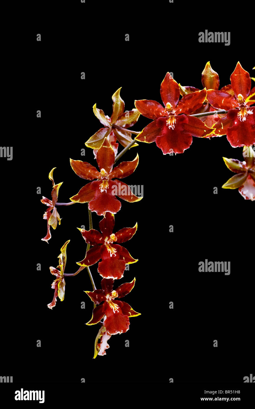Flowering Oncidium Orchid against a black background Stock Photo