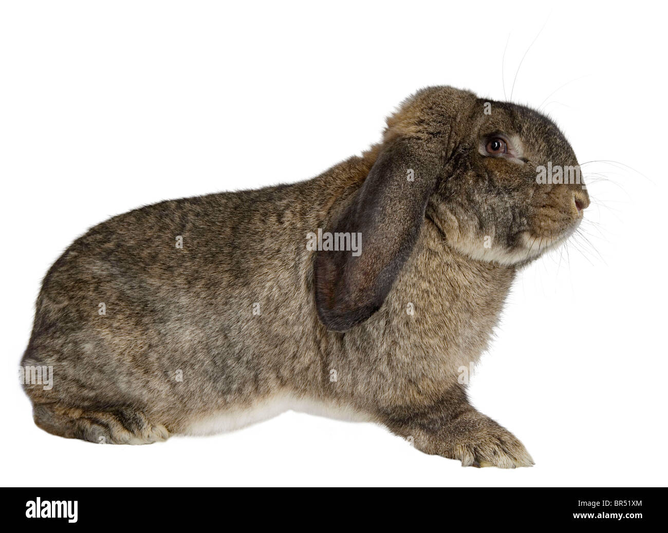 Giant English Lop Stock Photo